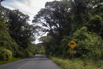 Winding road through lush forest with wildlife warning sign in a tropical setting