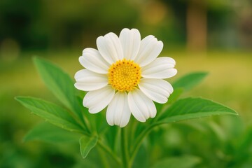 Obraz premium Untamed Flora 2