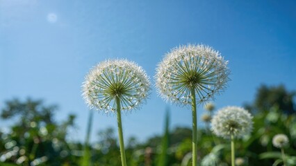 Naklejka premium A blue sky background featuring Wild Celery and Angelica Archangelica