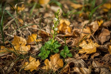 Wild sorrel growing amidst fallen autumn leaves and dried grass