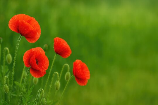 Bright red wildflowers with rain-kissed petals blooming in a vibrant green field, out-of-focus background, area for text on the right - Powered by Adobe