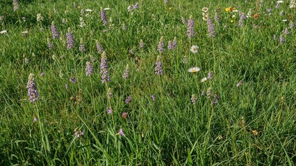 Beautiful purple wildflowers and green grass in the garden
