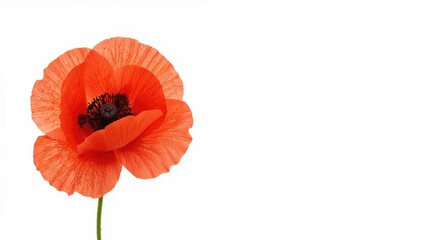 Obraz premium Red poppy bloom set on a white background, emblematic of remembrance and honoring.