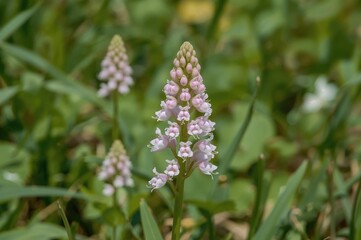 Fototapeta premium Photograph of a wild orchid species likely Himantoglossum robertianum in a rural area.