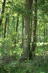 Ein Sommertag im Kurpark von Norddeich