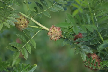 Glycyrrhiza glabra. Flower of a licorice bush.