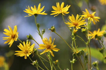 Silphium perfoliatum. Yellow flowers of the cup plant.	