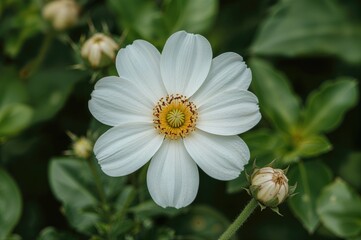 Obraz premium Detailed view of a stunning blossom flourishing outdoors, capturing the essence of natural splendor