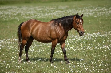 Fototapeta premium Stunning wild brown stallion grazing in a vibrant summer meadow filled with flowers. Portrait of a majestic horse with a flowing mane standing tall outdoors. Large equine stallion in natural