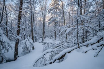 Snow and ice blanketed woodland in winter, showcasing natural beauty and colorful landscape