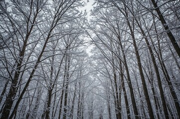 Snow-covered trees in a winter landscape