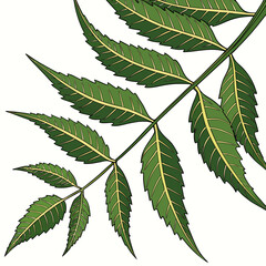 Detailed illustration of a green neem leaf branch with prominent yellow veins against a white background