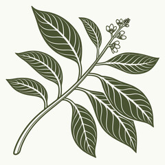Elegant botanical illustration of a dark green branch with multiple leaves and small flowers on a light background