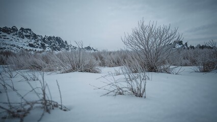 Frosty Terrain with Snow Scattered Across the Earth