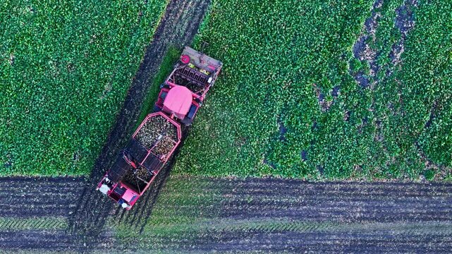 Aerial view of agricultural harvester collecting sugar beets in neat rows. Farming equipment supports food supply chain