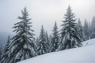 Fototapeta premium Snow-covered mountain woods filled with tall fir trees, showcasing a beautiful winter landscape.