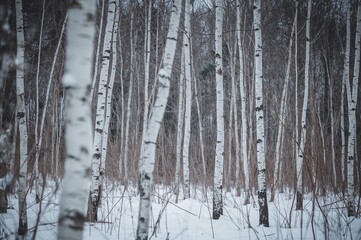Peaceful winter scene in a birch woodland