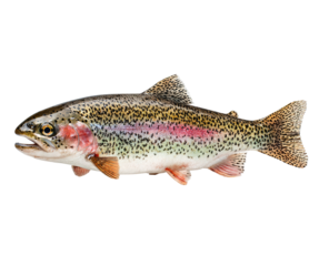 Side view of a rainbow trout, whole fish, against a transparent background