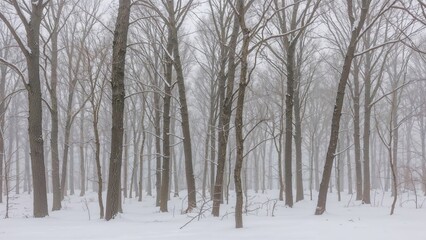 Fototapeta premium Icy trees in a serene winter forest