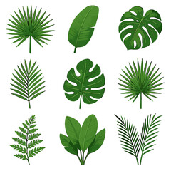 Icon fan vector tropical frond leaf philodendron palm broad monstera laceleaf grid