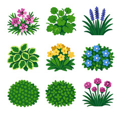 Subulata icon charlie carpet tears baby vector icons lilyturf groundcover sea green