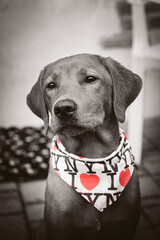 Playful Labrador Puppy with 'I ❤️ NY' in Asti, Italy