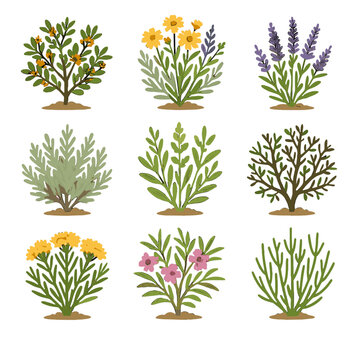 Shrub saltbush plant tea icon fourwing desert lavender vector mormon creosote