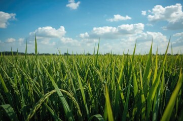 Obraz premium Sky above lush rice paddies