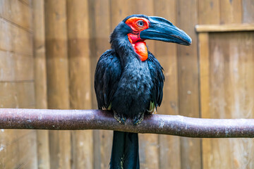【#動物園】ミナミジサイチョウ