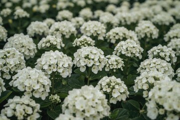 Close-up of Hydrangea paniculata seedlings displayed at a horticultural expo. A diverse selection of decorative flower varieties.