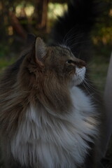 Gato de pelaje largo de perfil