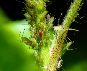 Flower full of lice