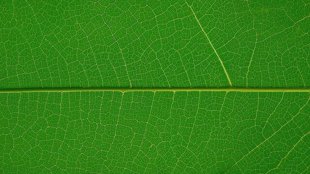 Sacred leaf praised in old scriptures, recognized for its usefulness in fighting coronavirus.