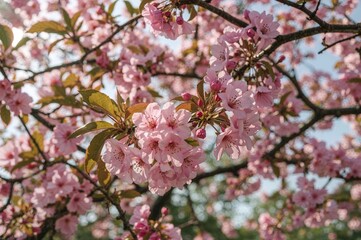 Fototapeta premium Pink Blossoms of Tabebuia Rosea Trees in Bloom