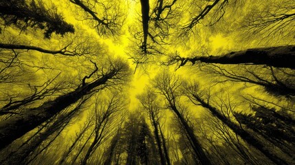 Yellow forest canopy view