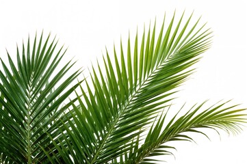 Obraz premium Isolated tropical foliage on a white backdrop with clipping path