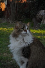 Gato domestico de pelaje largo
