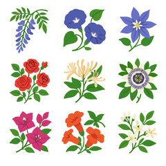 Morning bracts plants garden vines passionflower roses flowers icon blooms wisteria vector