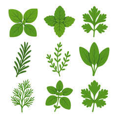 Leaves icon grid basil thyme mint herb vector sage dill twig sprig