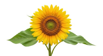 Fototapeta premium Bright Yellow Sunflower with Green Leaves on White