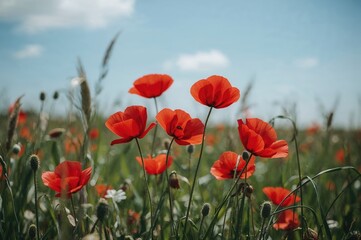 Bright red poppies scattered across a lush green meadow