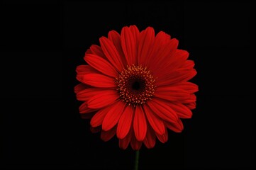 Crimson blossom against a dark backdrop