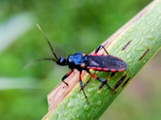 macro photo with blurred background of assassin bugs (Reduviidae), dangerous because their bites are painful