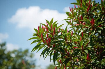 Fresh morning view of a vibrant red shoot tree, a common decorative garden plant.