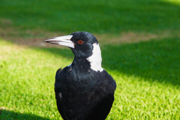 lAn Australian magpie standing on green grass in sunlight. It has black and white feathers, a sharp beak, and red eyes.