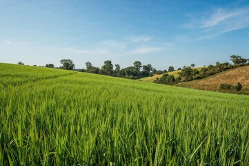 Agricultural land ready for harvesting soon, summer scenery with green crops and natural surroundings