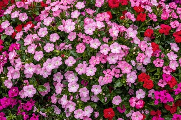 Fototapeta premium Lovely Pink Periwinkle alongside Purple and White Blooms, Pink and Red Geraniums, Pink Peonies, Red and Pink Carnations, Purple and White Pericallis, and Purple Buddleia Blossoms