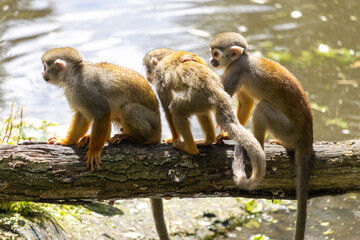 A group of Common squirrel monkeys (Saimiri sciureus) sitting on a log over the water