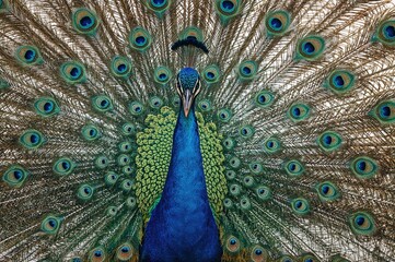 Obraz premium Close-up of a bird displaying its vibrant plumage with a colorful natural backdrop