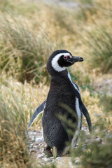 A Magellanic penguin stands gracefully on a rocky beach, surrounded by tall grass, capturing a tranquil moment in its natural Patagonian habitat